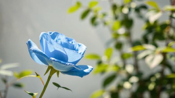 Pourquoi choisir une rose éternelle bleue comme cadeau inoubliable